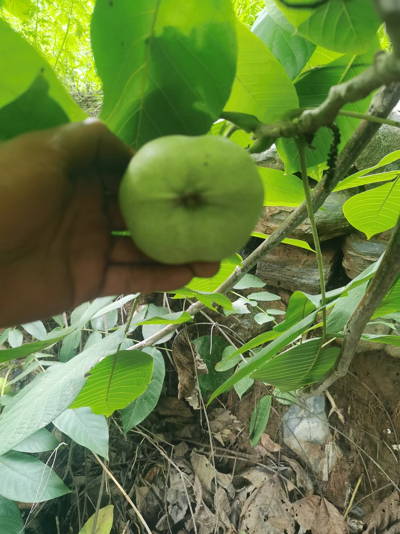 文玩核桃专拍链接