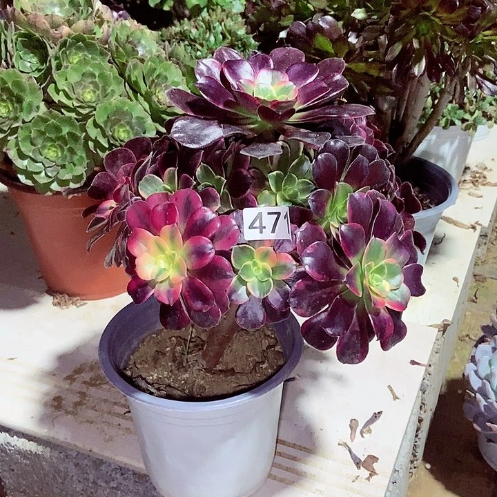 金丝雀阴阳多肉471多肉不包断