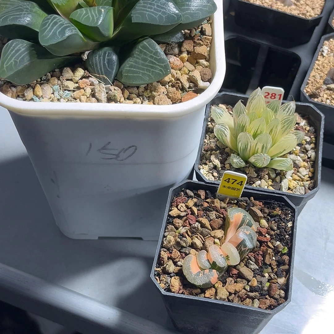 粉***猴一物一图66666666