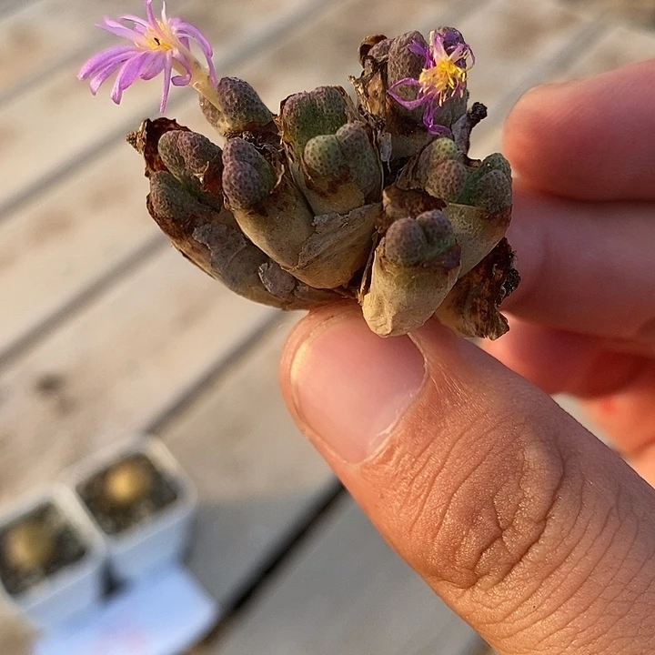 3182斑马955D一群。