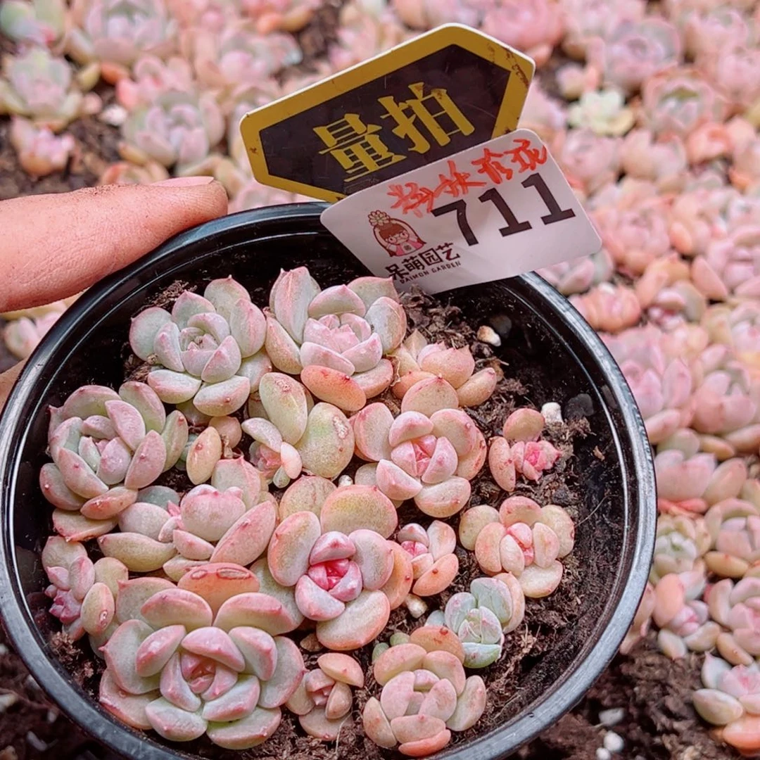 当前无花朵，栽培后可花朵