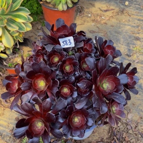 梅花博迪多肉583多肉不包断