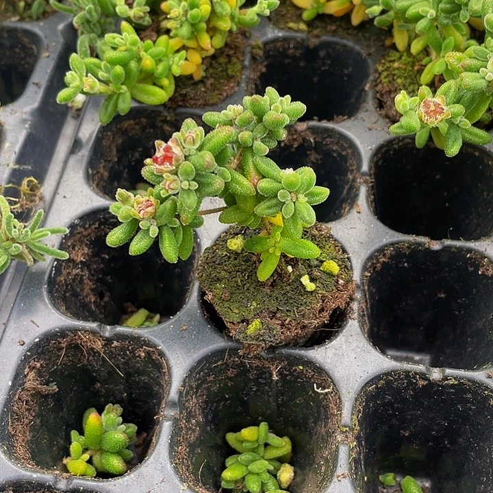 小枝干红宝石1元带土发