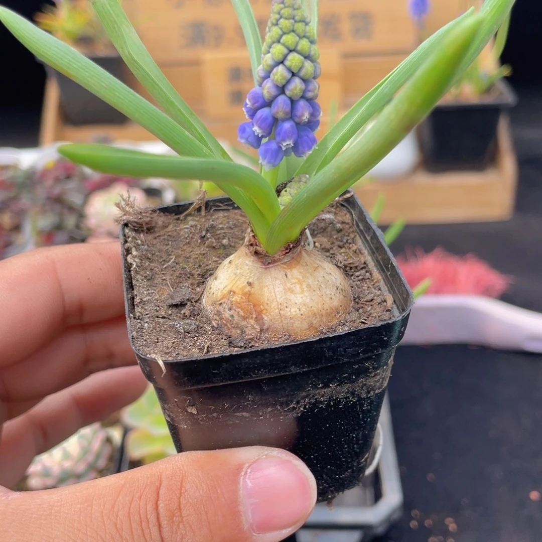 葡萄风杏子多肉9.9包邮发货