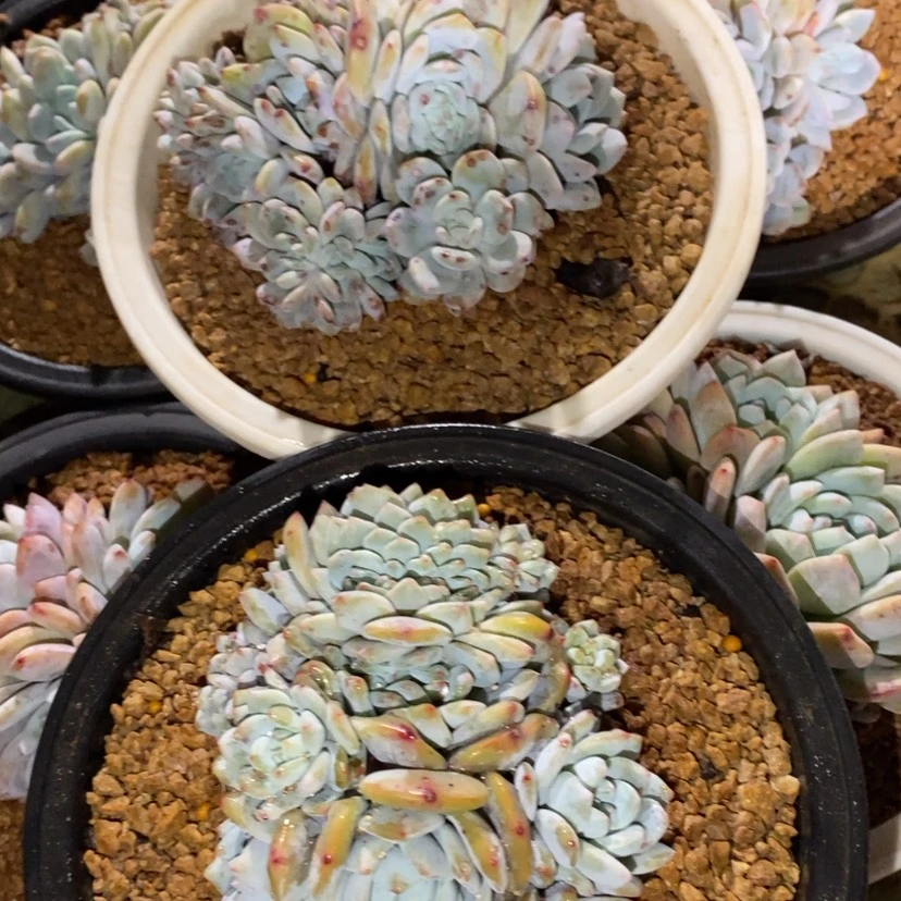 【闪购商品】医****c1