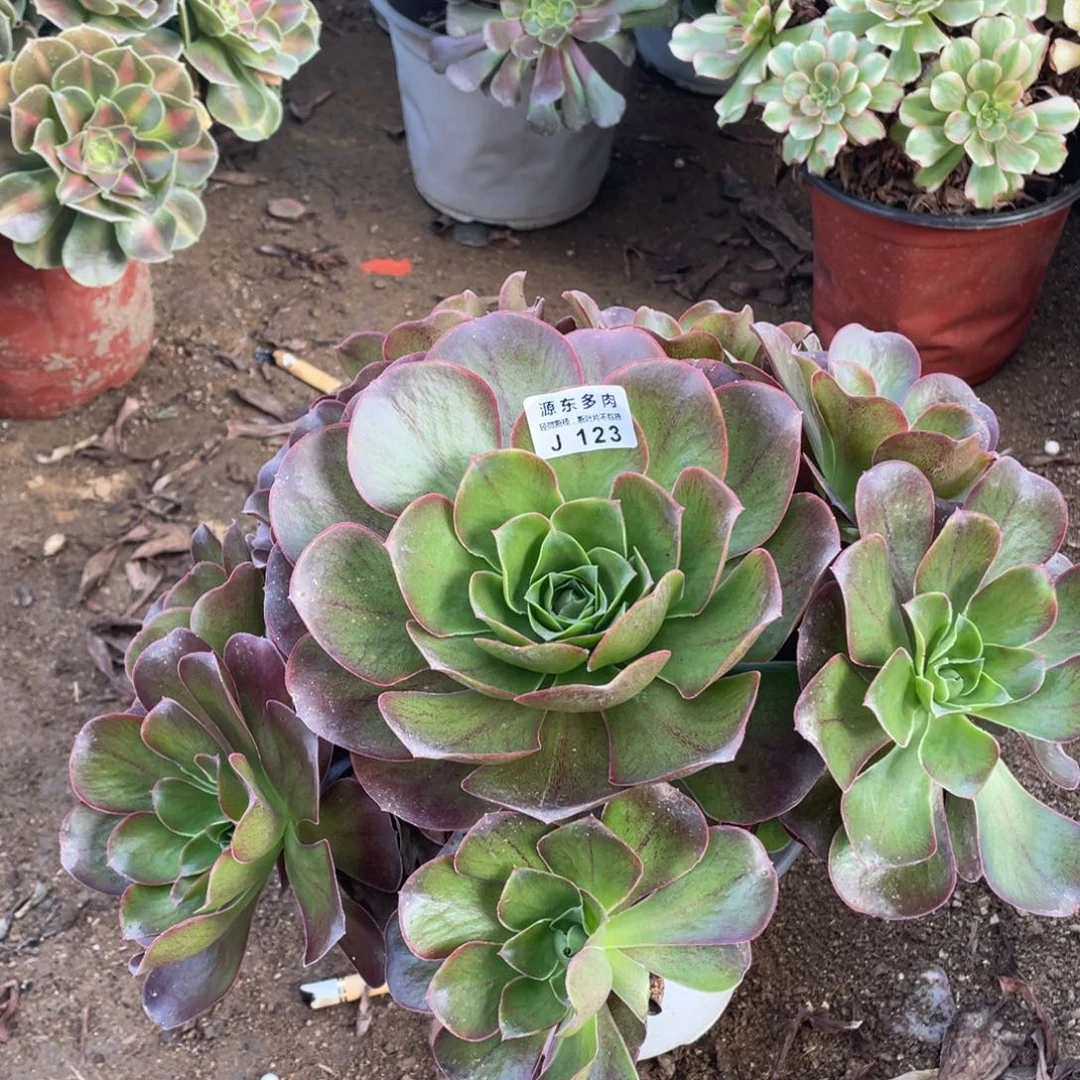 123魅金玫瑰多肉法师断枝不包