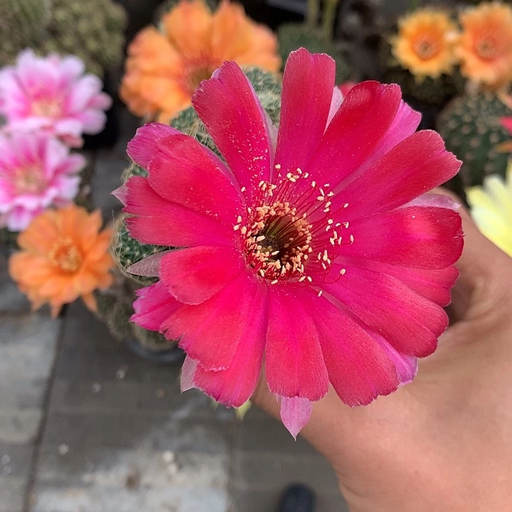 812 实生丽花5厘米