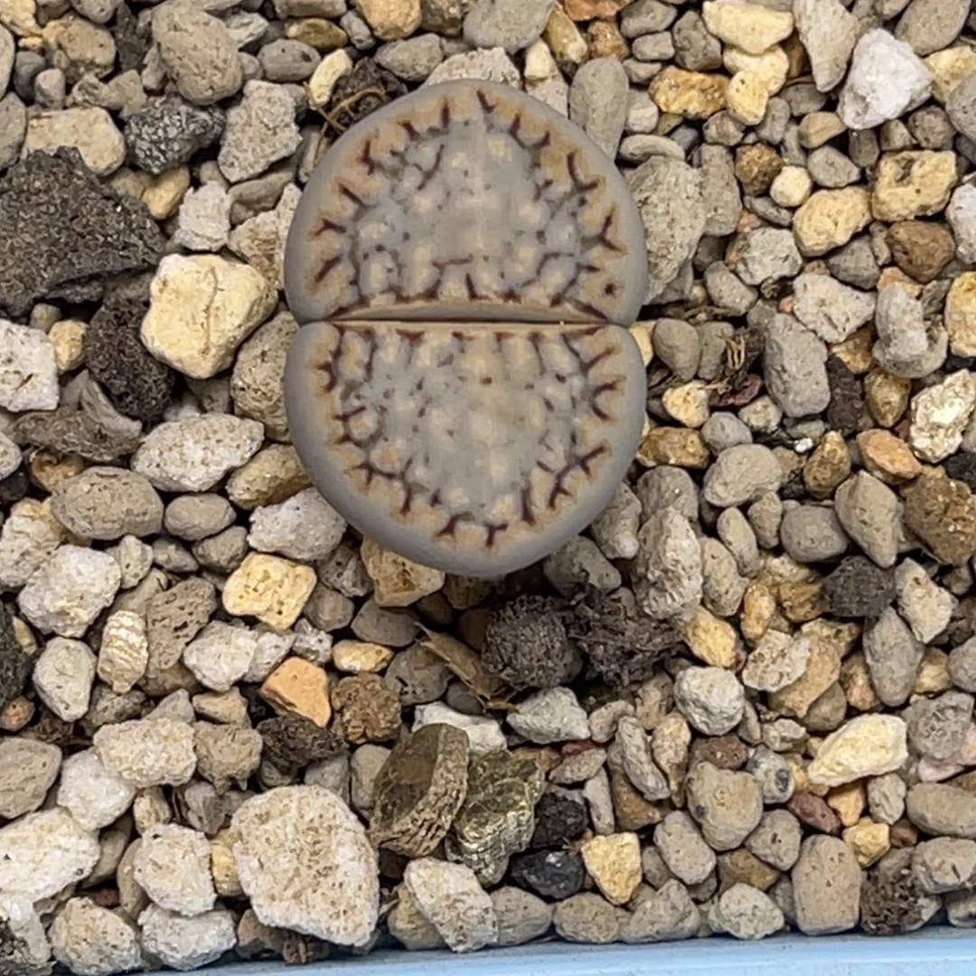 0384大针脚蓝底饼干1尺寸2.1