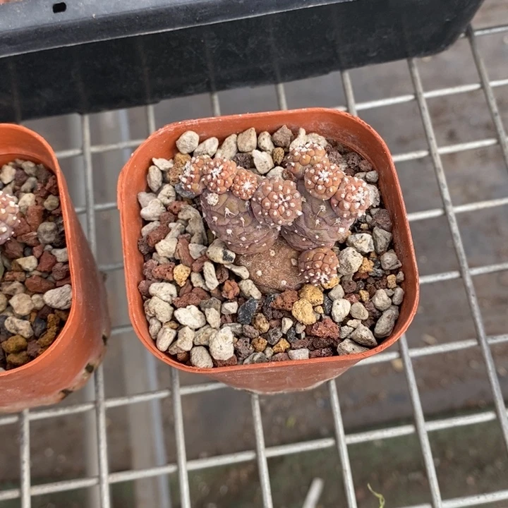 ?*伯克利和格兰的故事是一