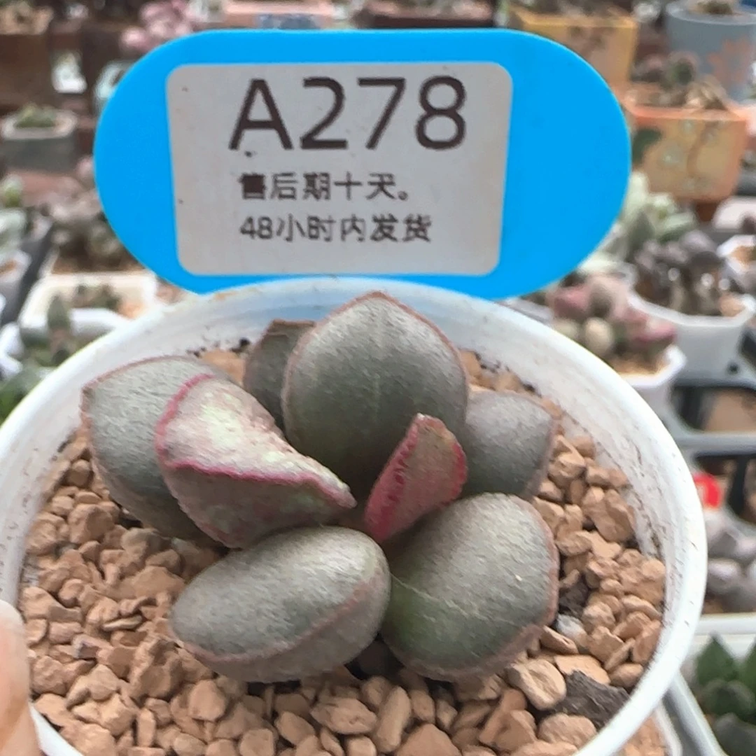 福利。        278。