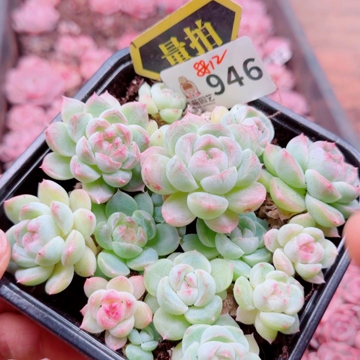 多肉植物多肉植物