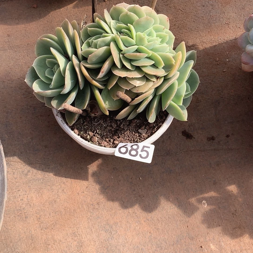 685星纳塔 一物一拍多肉