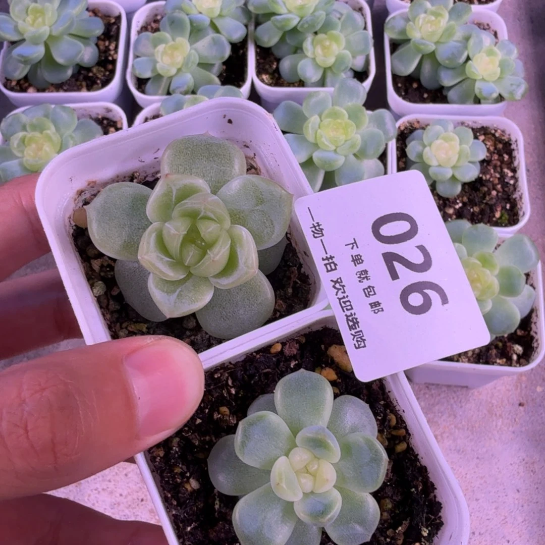 一个珍妮一个甜心026