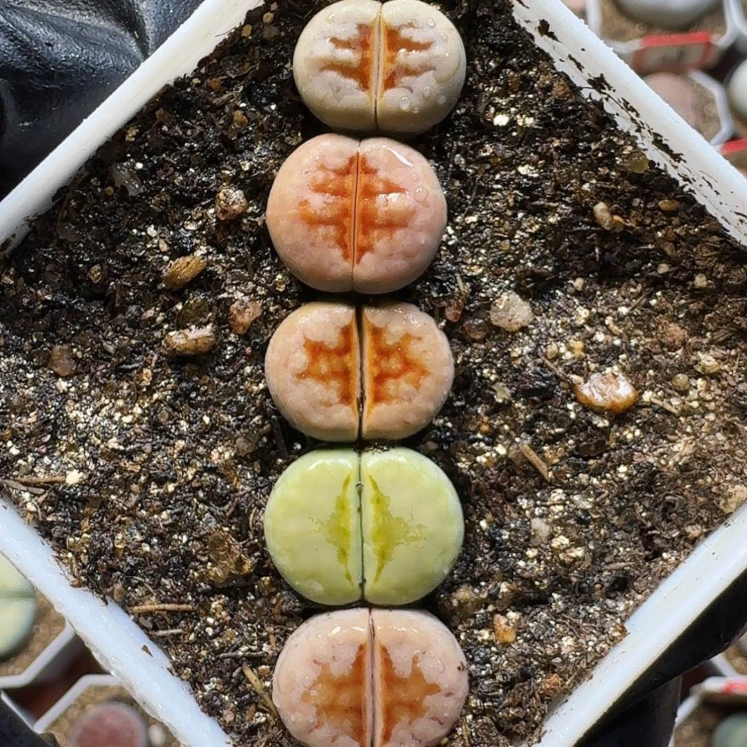 生石花111111。  268