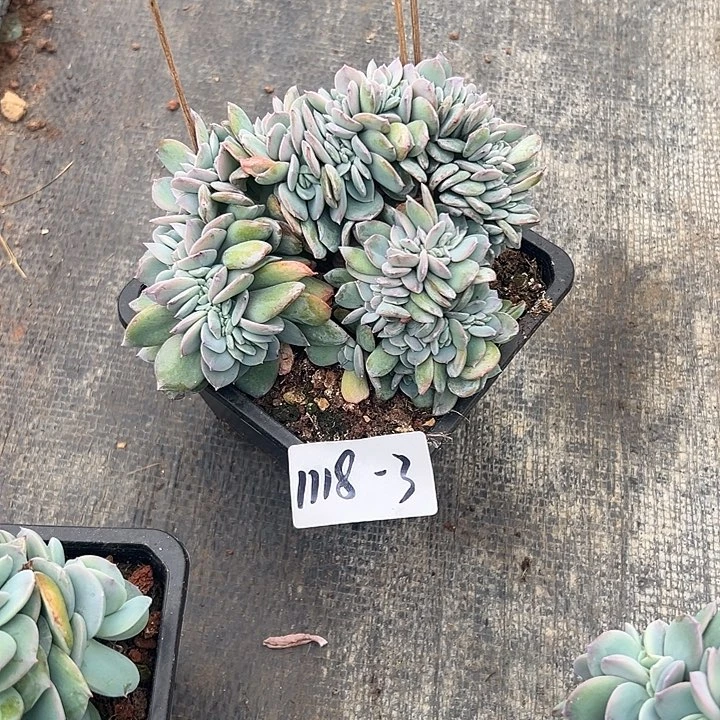 燕***子1118-3白凤缀多肉植物