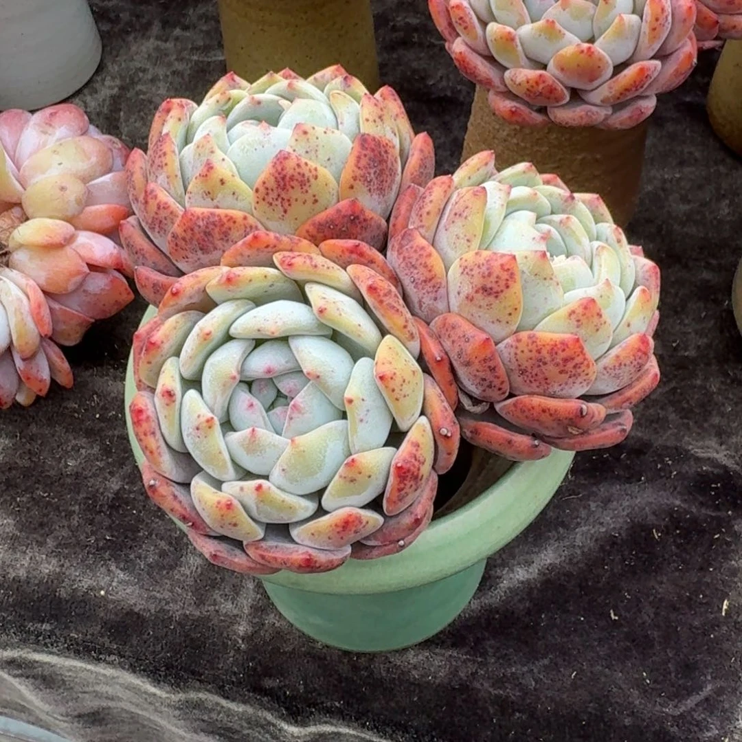 雪*梅包子三头，专拍链接