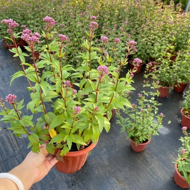 拍一发二耐寒耐热多年生秋季开花庭院阳台易打理大麻叶泽兰盆栽