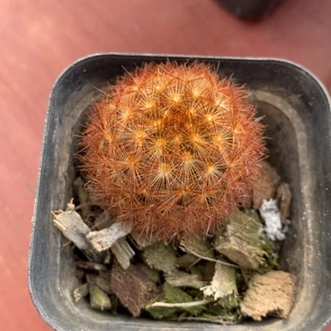 红刺嘉文丸3仙人球