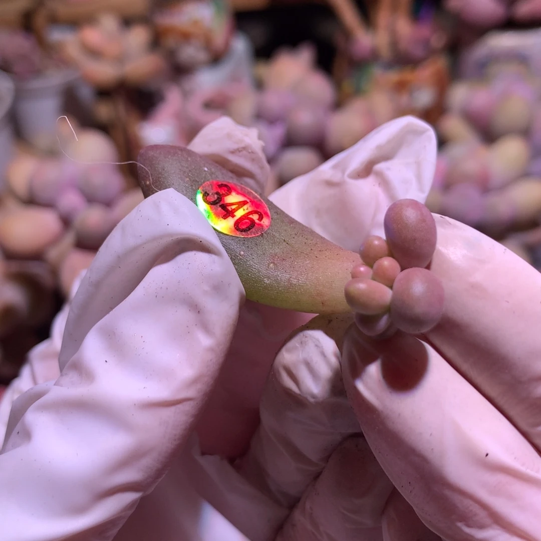 346 芒果奶酪多肉