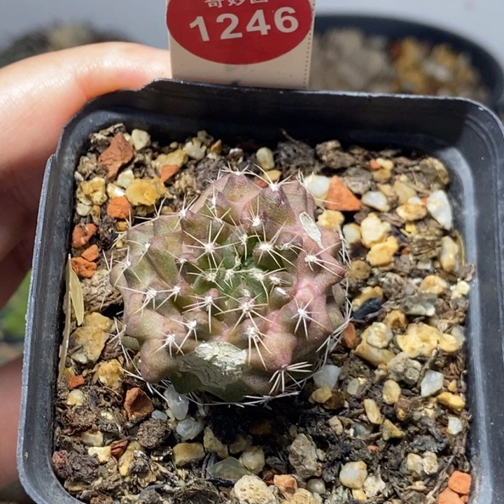 有疤实生球一颗仙人球