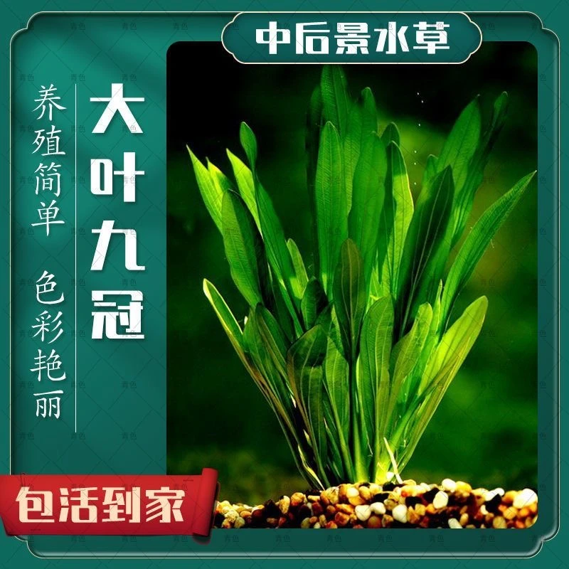 新手水草大九皇冠水草 直接入缸