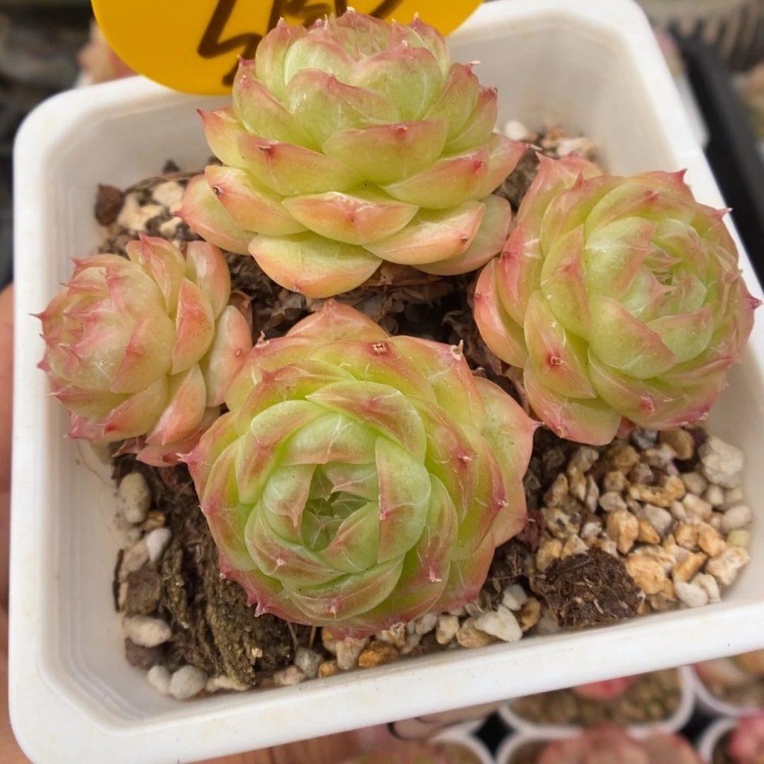 蔷薇珍妮群生360号。