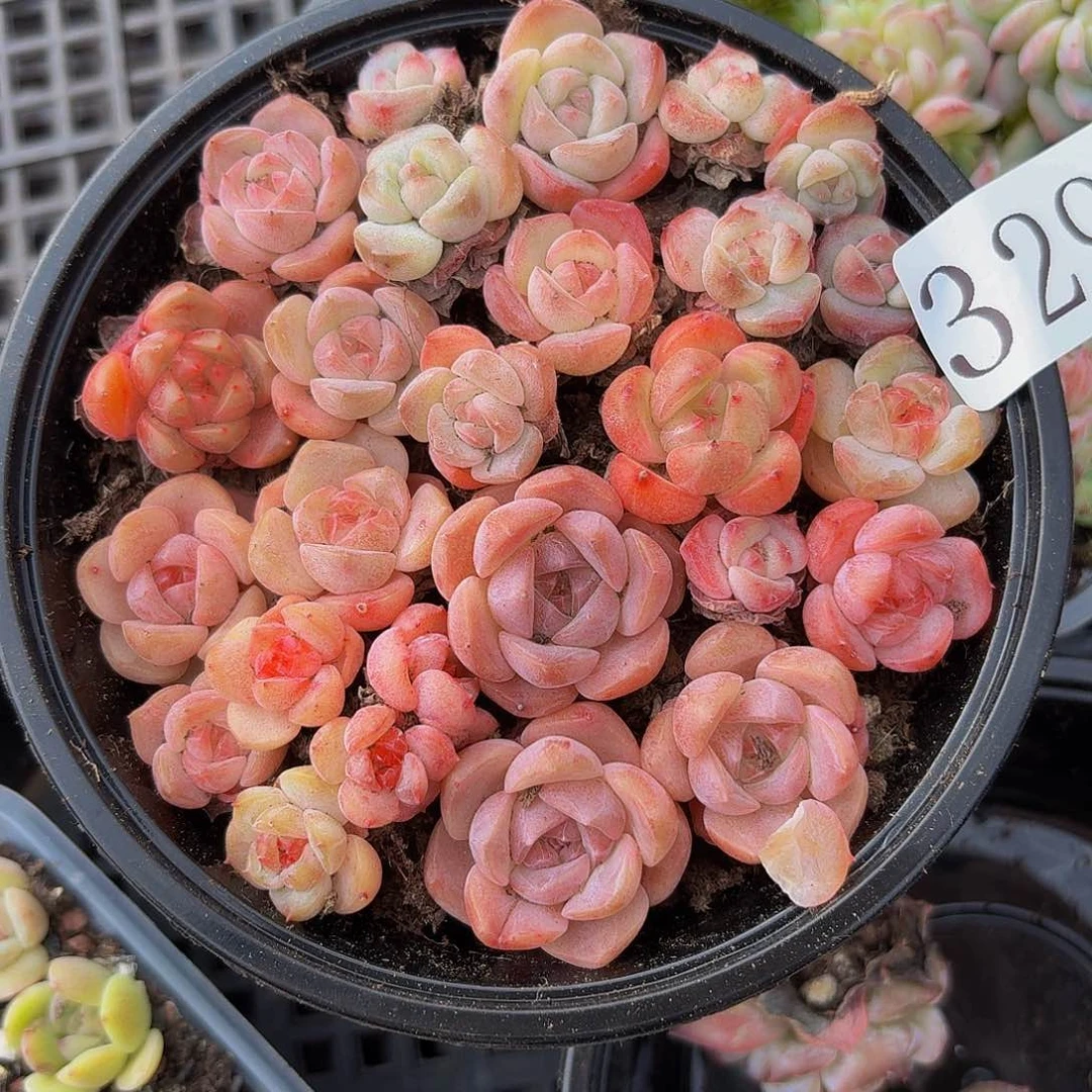 多肉植物多肉植物329