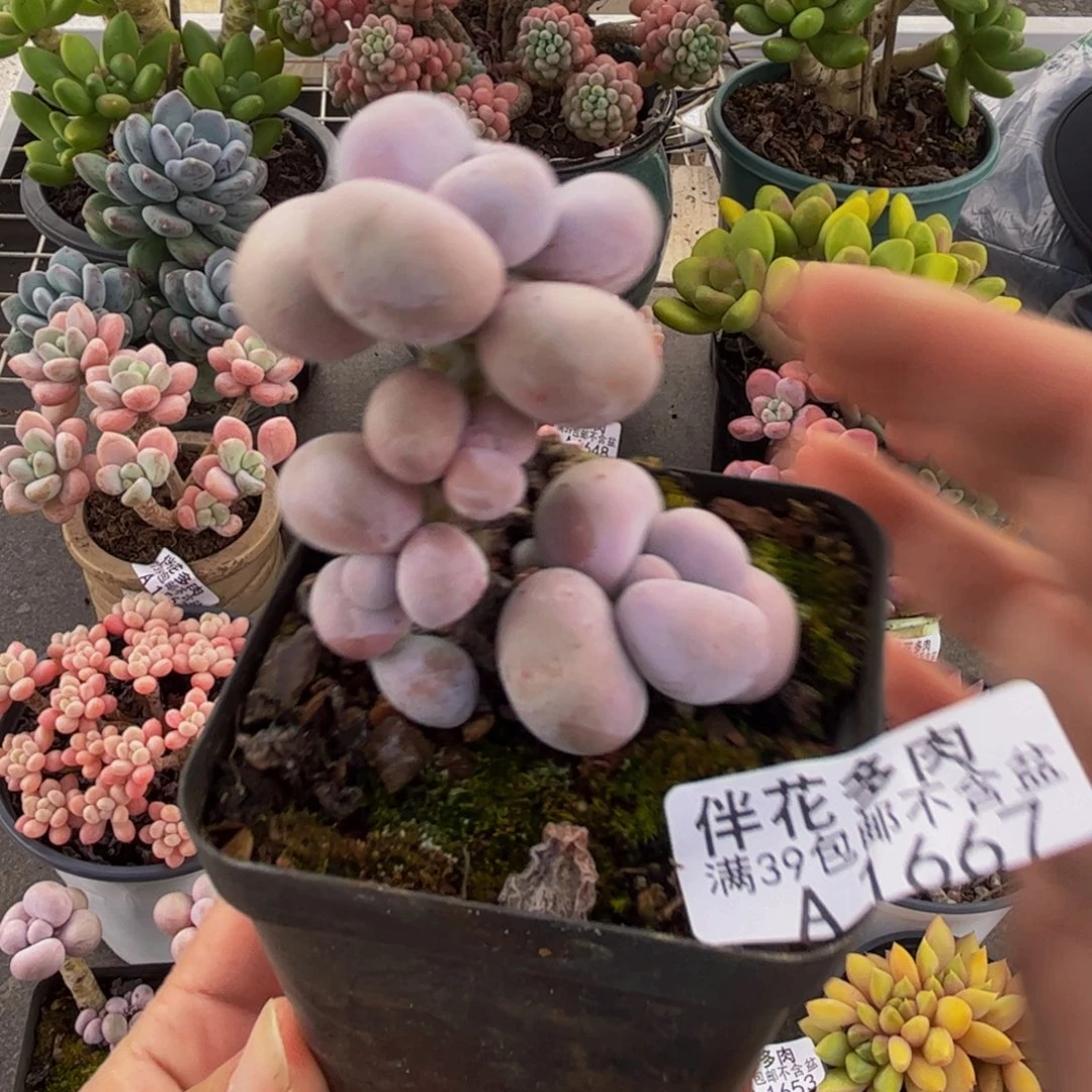 1667芭比奶酪5cm多肉