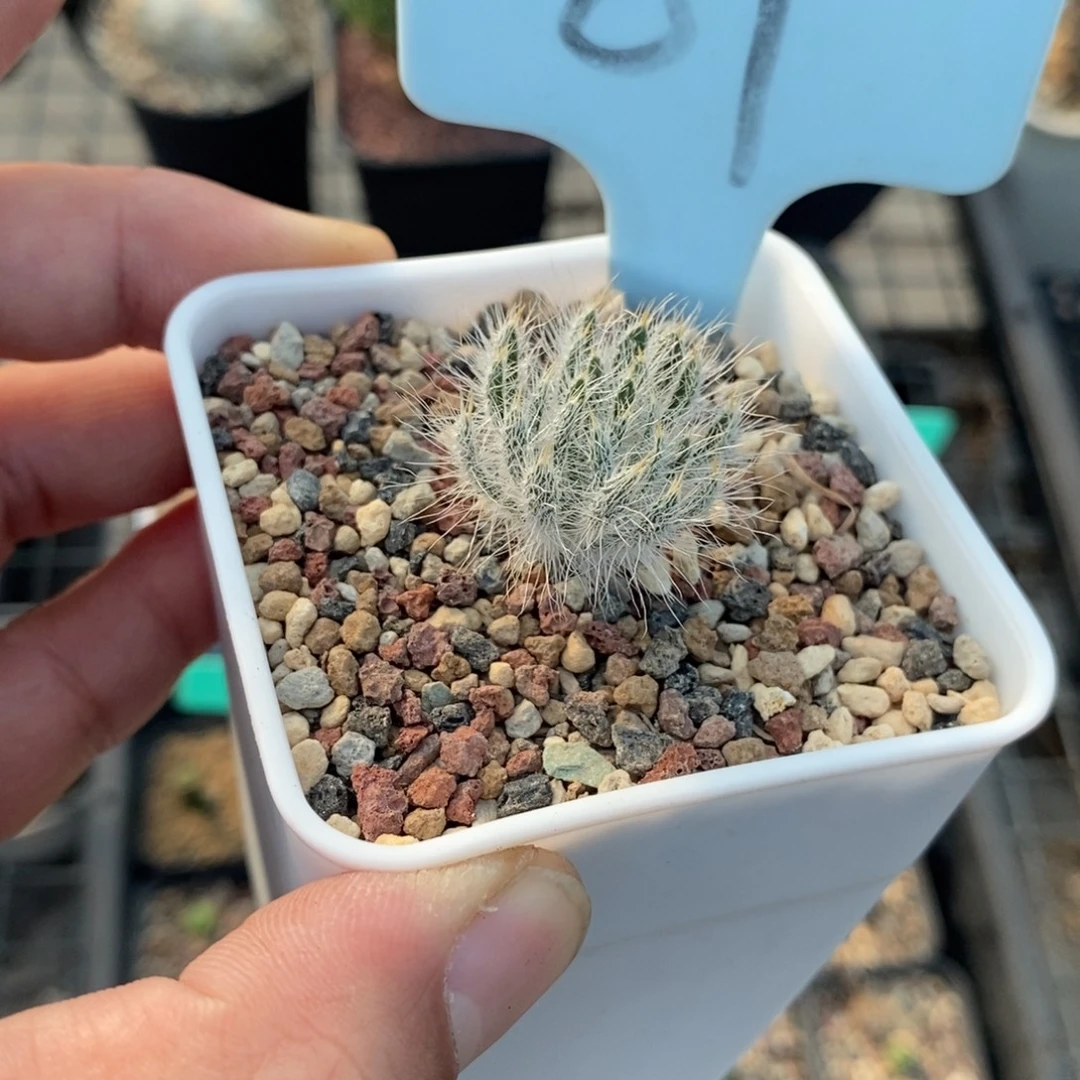 沃特山大型金刚钻