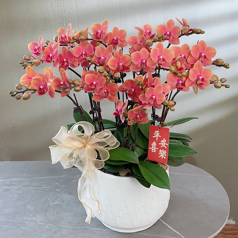 蝴蝶兰【橙星】带花带盆组好伴手礼送礼茶桌工位美化装饰