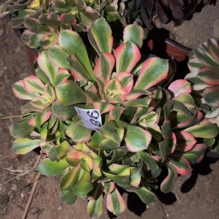 981香妃多肉植物不售后