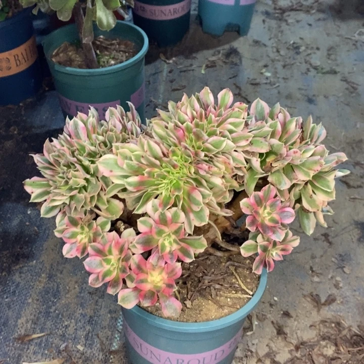 粉女巫缀多肉植物38