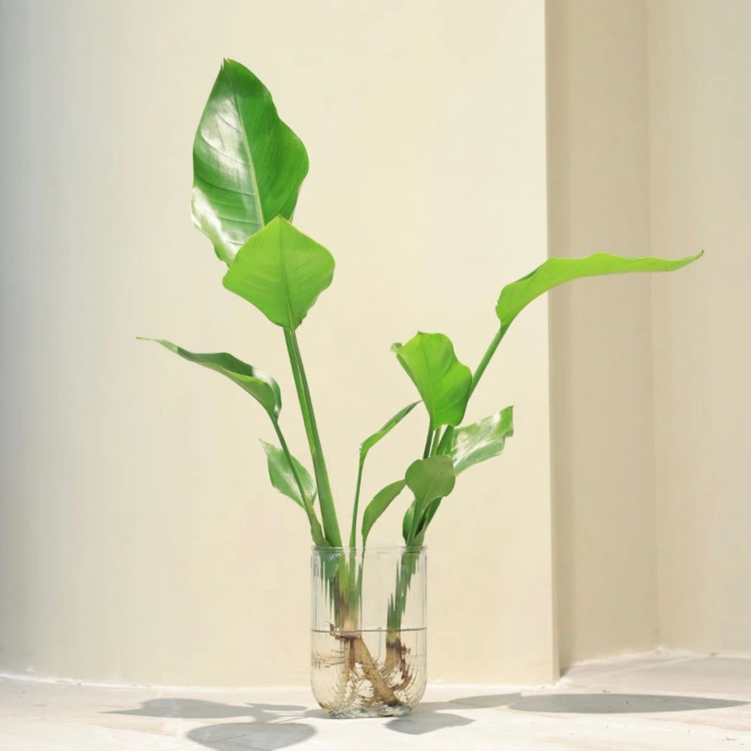 精品天堂鸟水培盆栽花卉四季常青好养易活绿植物办公室内茶桌面花