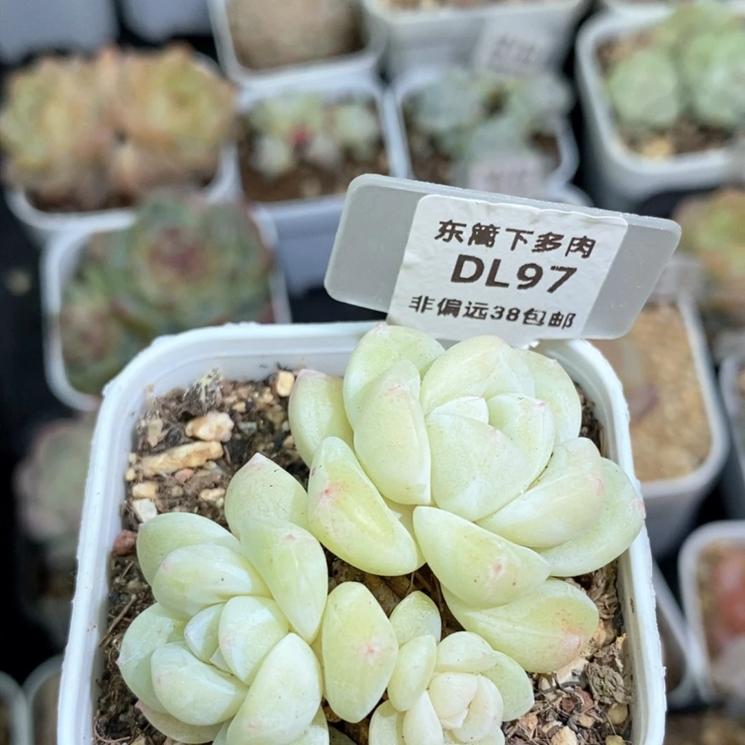 小****?97东篱下多肉植物盆栽