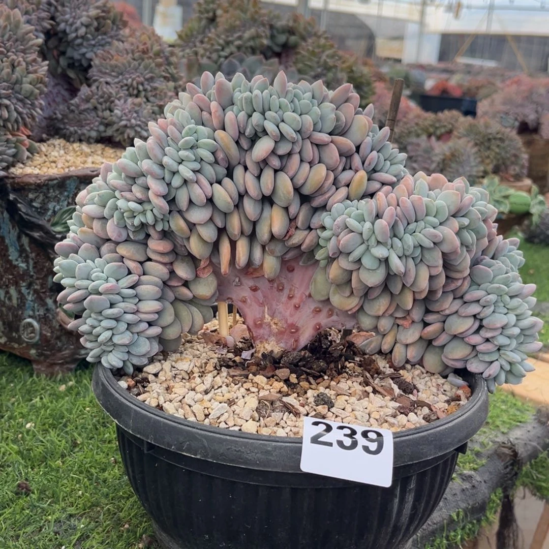 239号新疆西藏内蒙古不包邮的