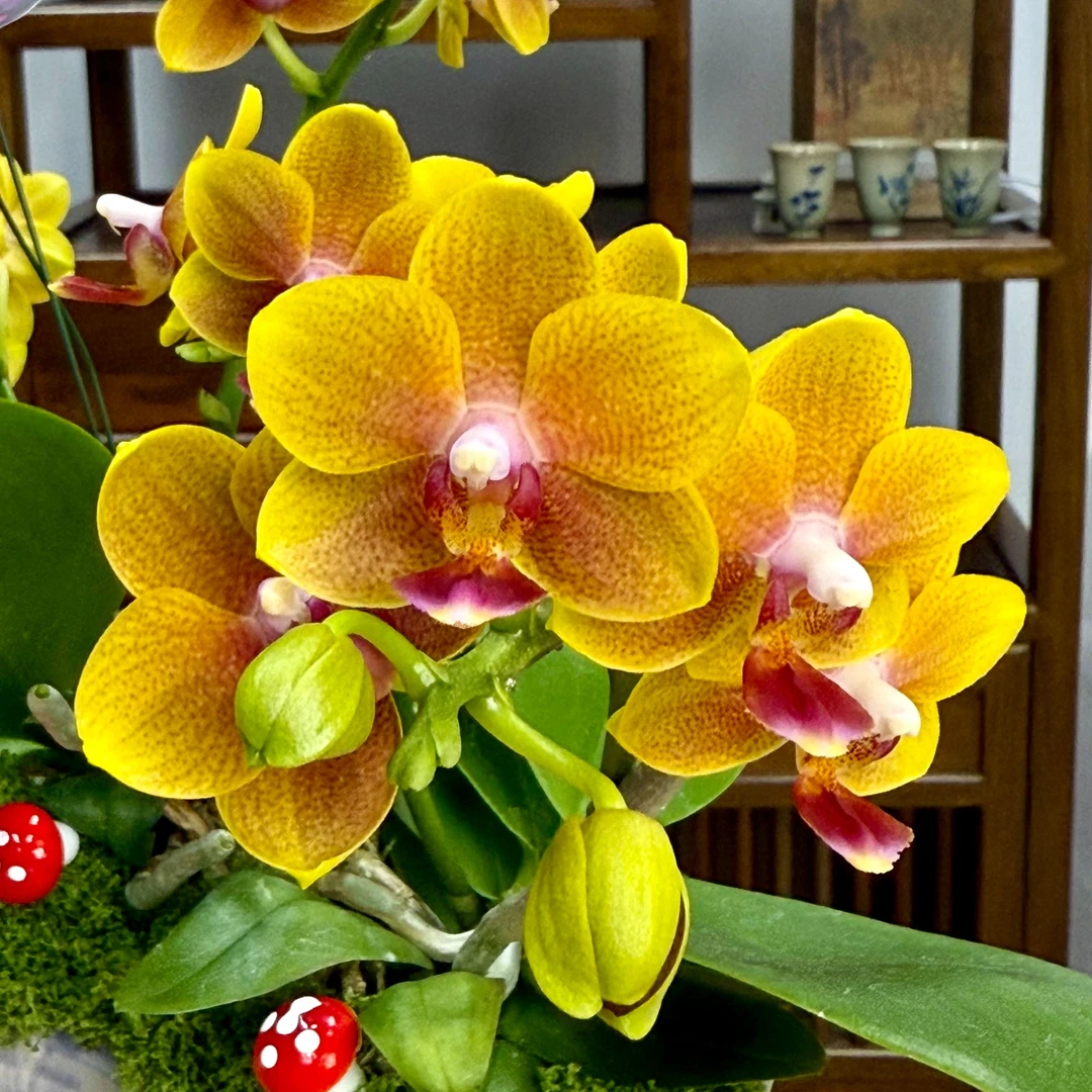 精选带香味橘黄色蝴蝶兰盆栽带花带陶瓷盆室内中古家居装饰送礼