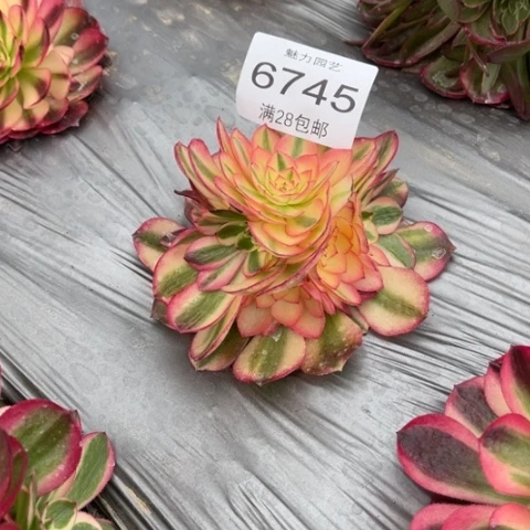 荔枝多肉多肉6745