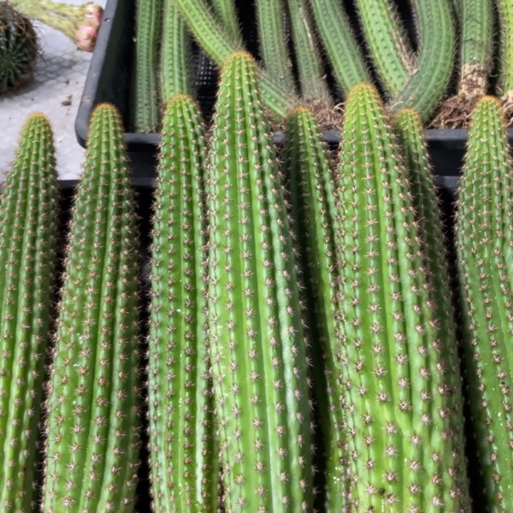 自根卡布奇诺金妞20公分上