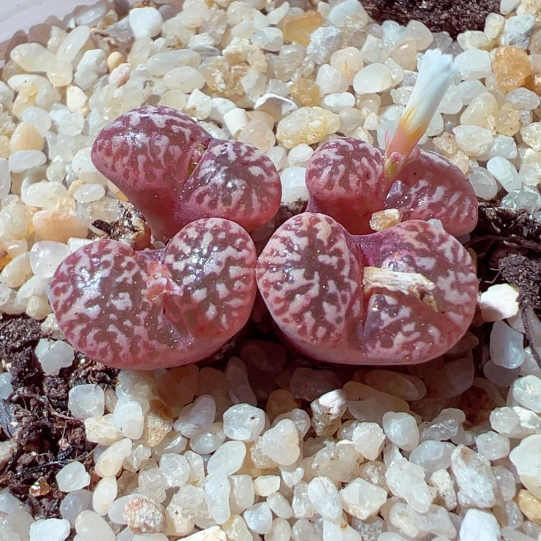 907-203多肉多肉粉红鸟