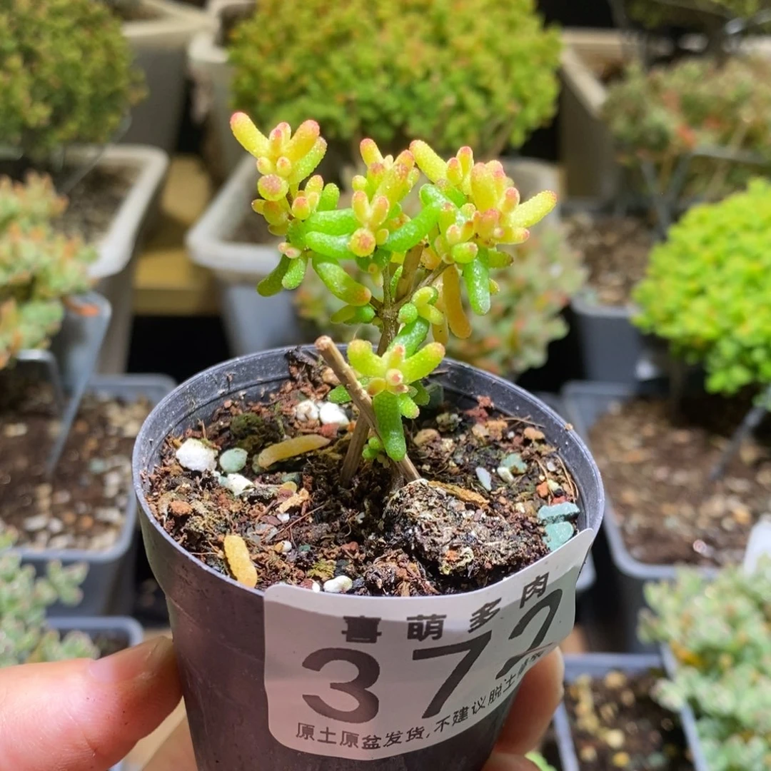 枝干番杏糖球粉锦372