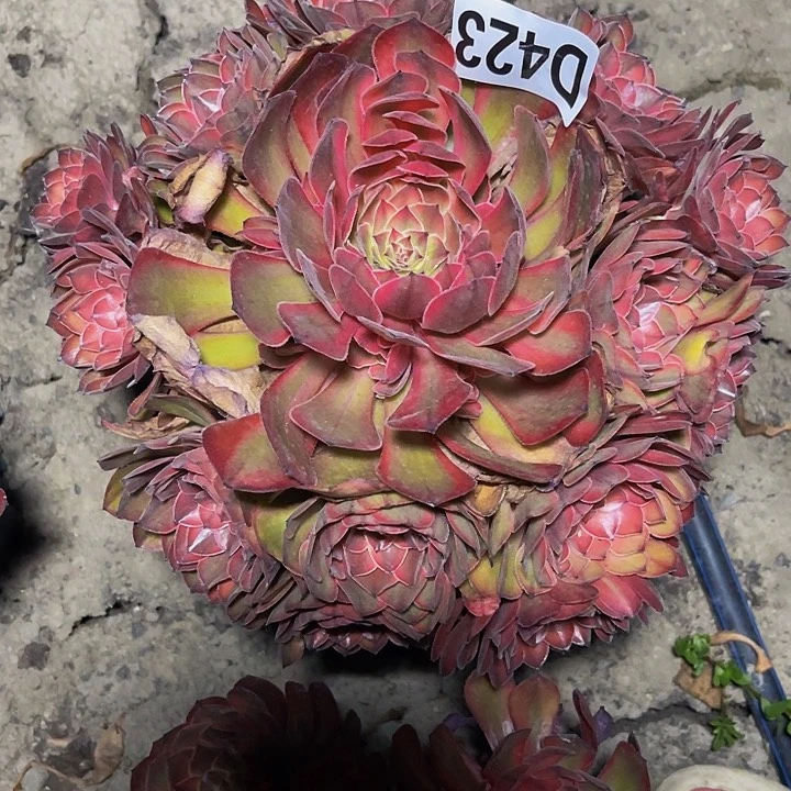 七彩万圣节26///-45包邮