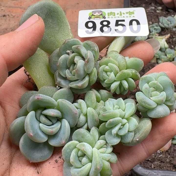 多肉植物多肉植物