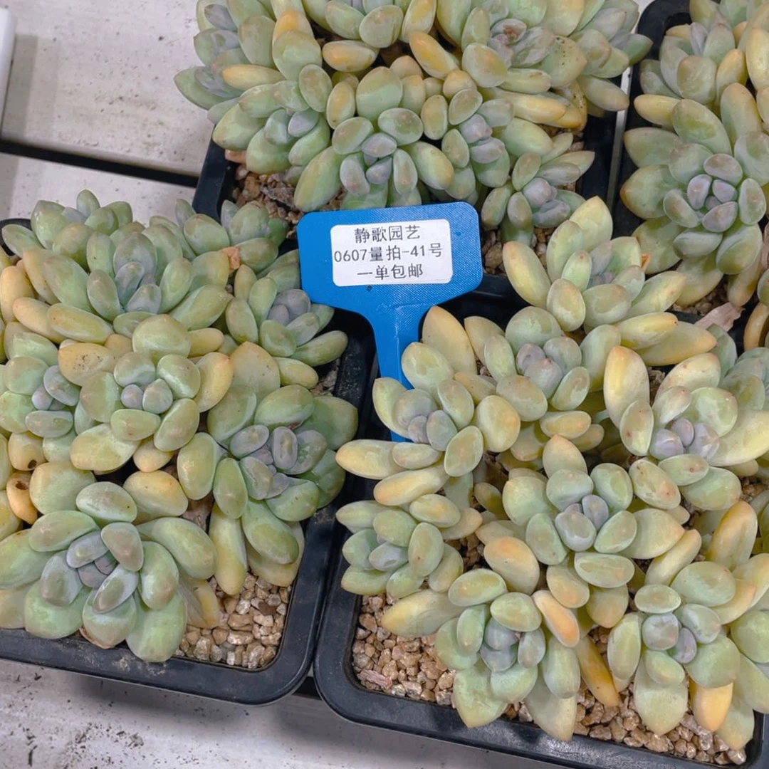 0607-41-韩版香水大群一颗量拍