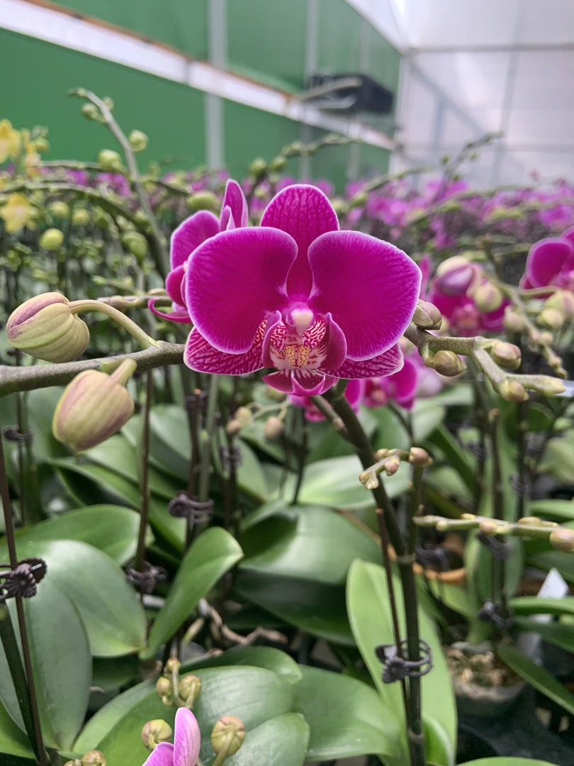 蝴蝶兰 红酒 叶片自然开裂 花期长