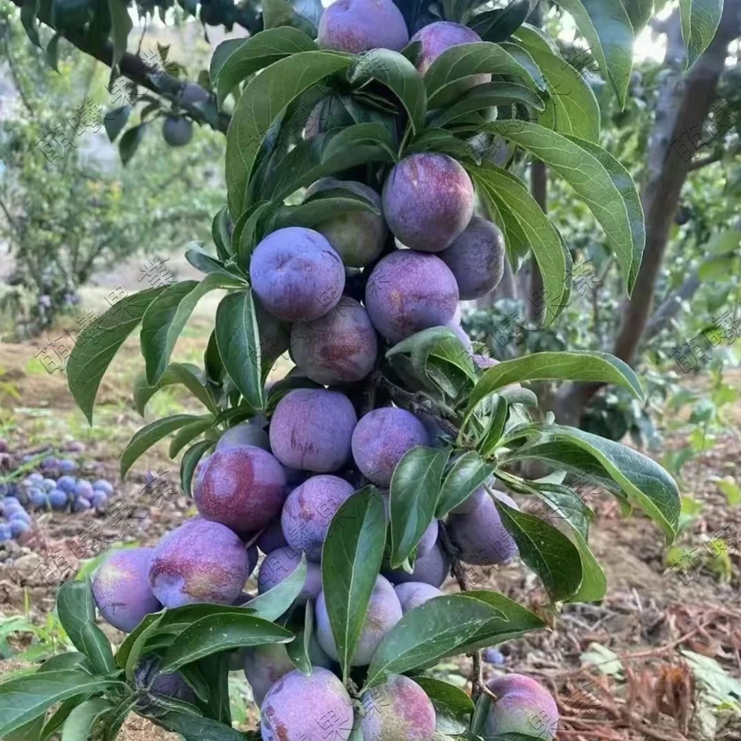 【顺丰包邮】麻阳头茬脱骨五月脆新鲜水果清脆李子