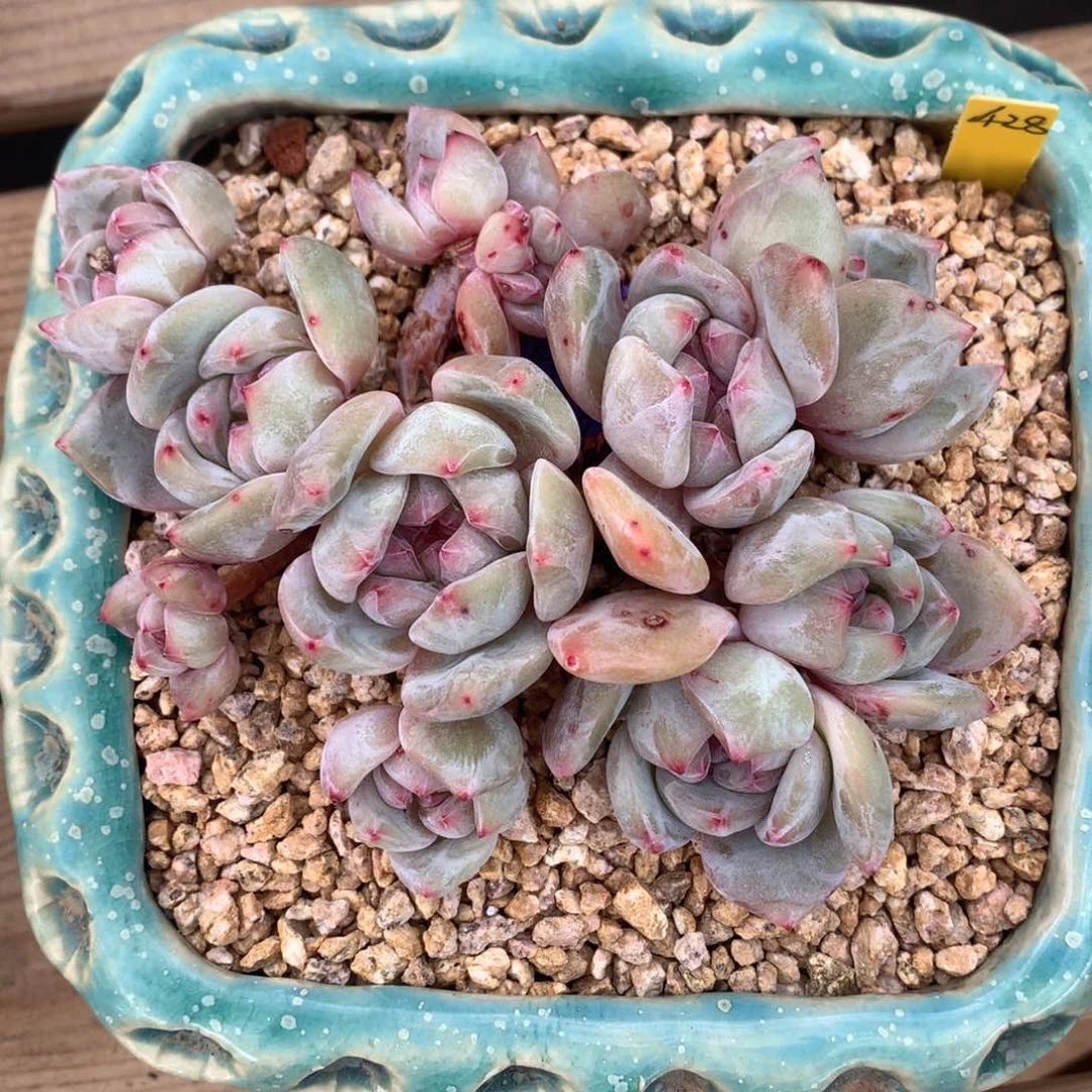 D1003石榴籽10头群生冠幅12cm