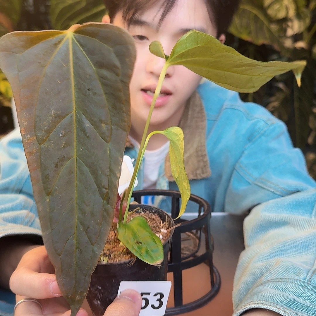 完全开放Y53port杂希尼亚