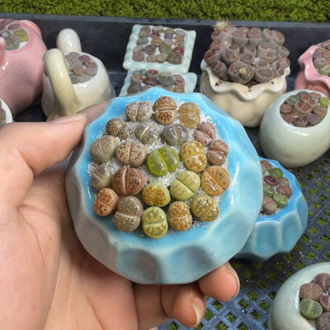 多肉植物的生长564