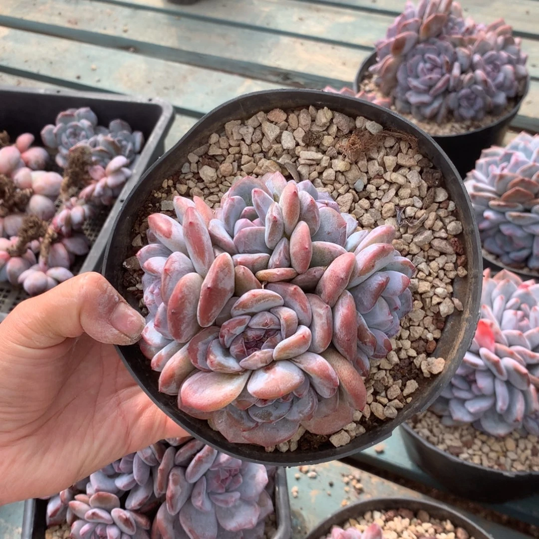 无花朵哈哈哈哈哈哈哈哈哈