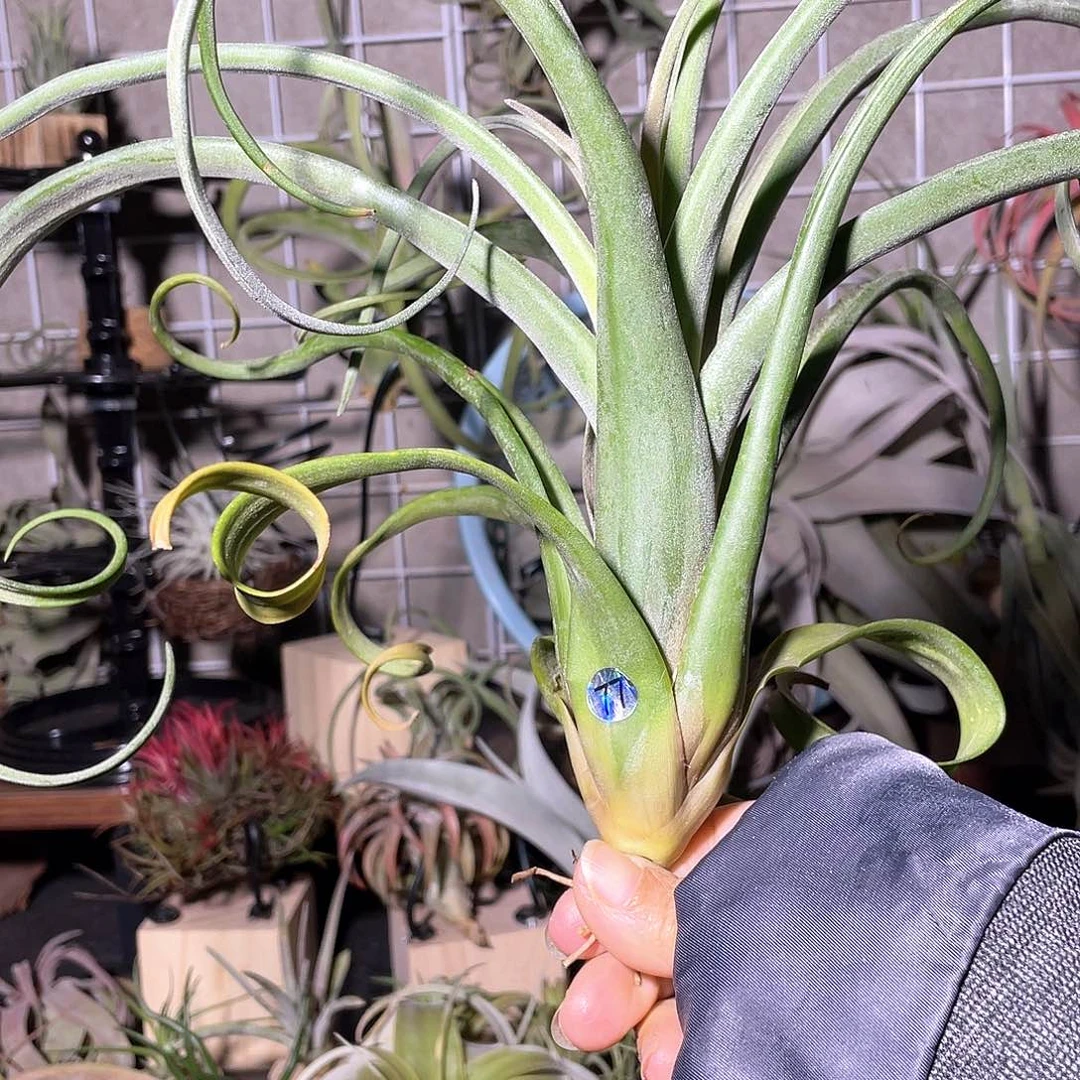 z***y花卷77号空气凤梨